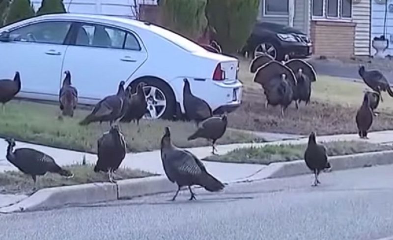 Aves correm soltas pelas ruas de Nova Jersey – Foto: AOL/Reprodu&ccedil;&atilde;o