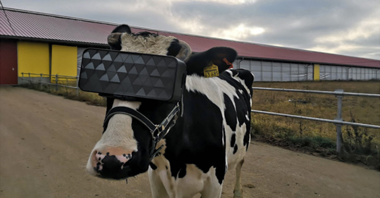 Vacas usam &oacute;culos de realidade virtual para melhorar a produ&ccedil;&atilde;o de leite – Foto: Ministry of Agriculture and Food of the Moscow Region/Divulga&ccedil;&atilde;o/ND