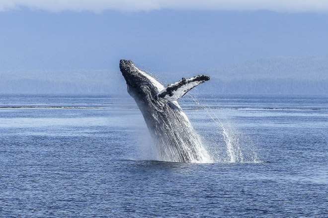 baleia jubarte dando salto