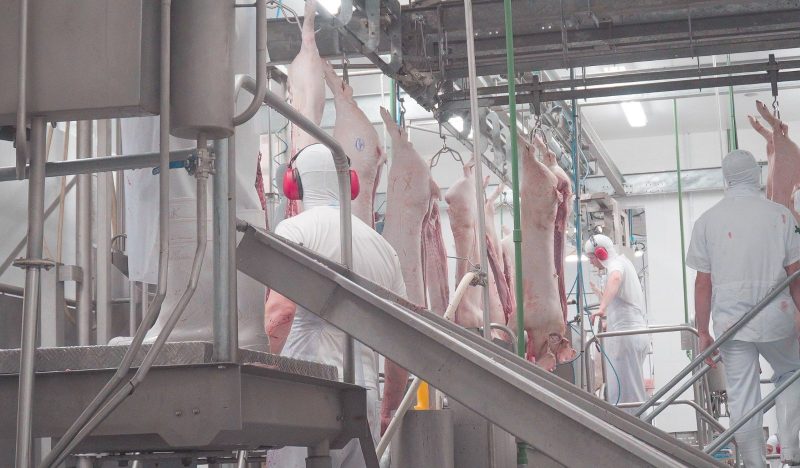 Neste ano, a exportação de carne suíne teve o maior faturamento em 22 anos em<br />Santa Catarina