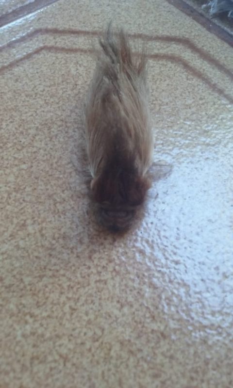 Lagarta chama a aten&ccedil;&atilde;o principalmente de crian&ccedil;as, segundo especialista – Foto: Agostinho Jantsch/Arquivo pessoal/ND