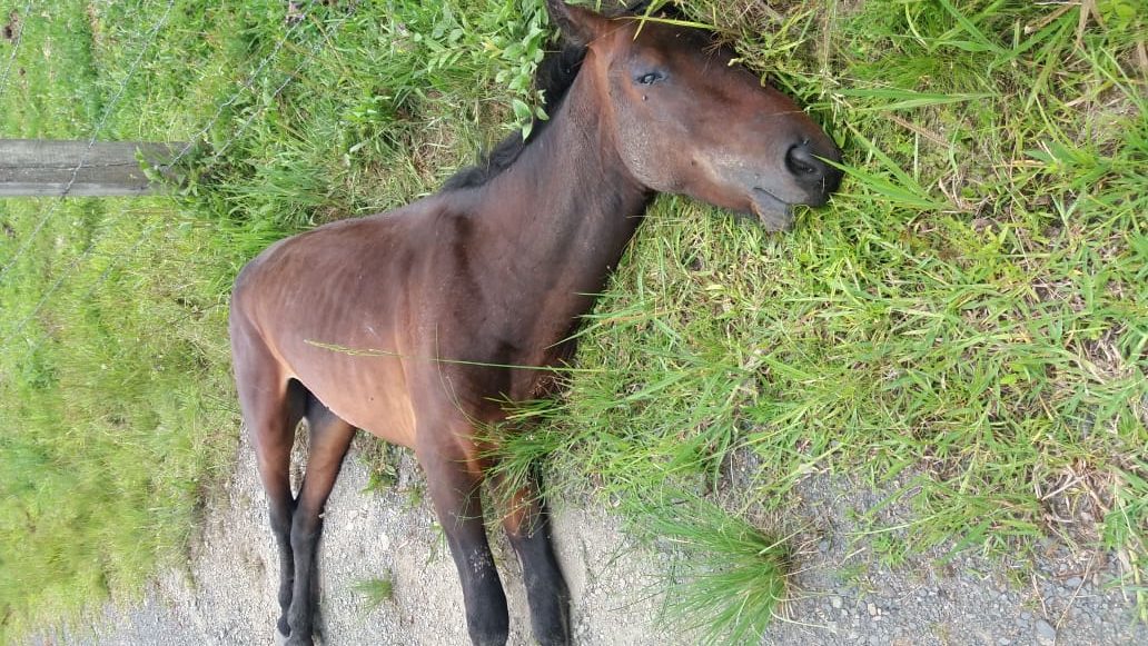 Três pessoas são presas por matar cavalo para comer em SC