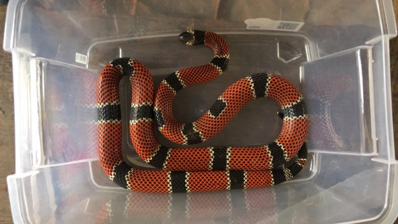 Cobra-coral capturada em outubro deste ano, na zona Sul da cidade – Foto: F&aacute;bio Silv&eacute;rio/Arquivo Pessoal