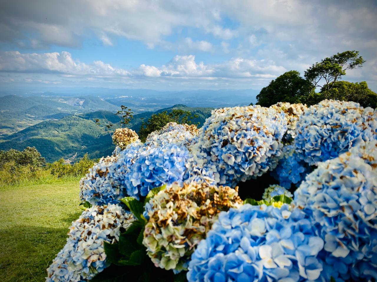 Hortênsias azuis embelezam e perfumam o ambiente - Moises Stuker/NDTV