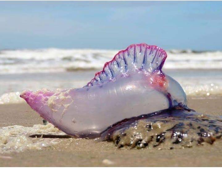 Caravela em Itapo&aacute; – Foto: Bombeiros Militares