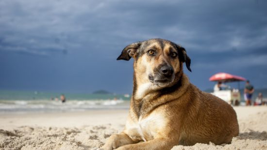 Moradores reclamam de pitbulls sem focinheira e cachorros nas praias da Grande Florian&oacute;polis