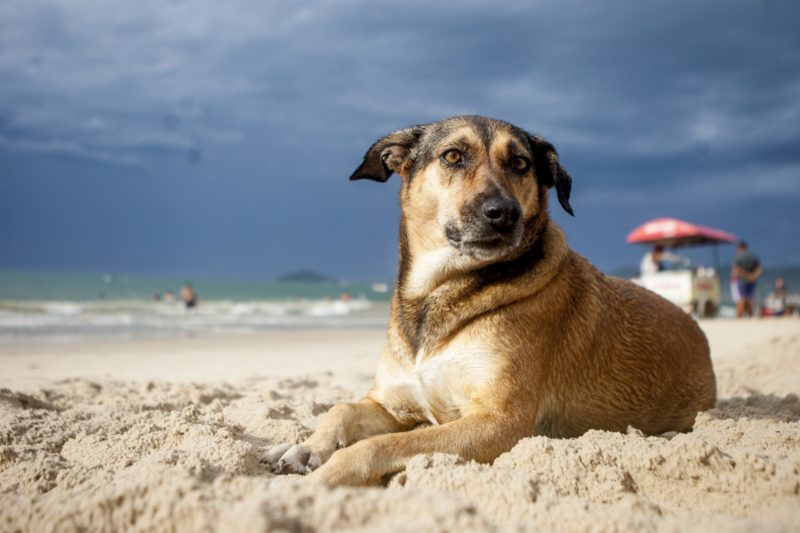 Projeto de lei pretende autorizar circulação de cachorros nas praias de Florianópolis