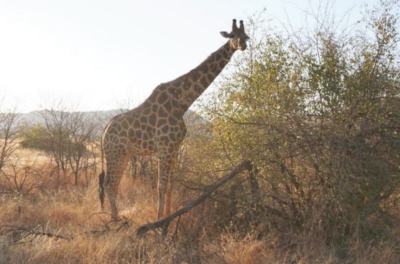 As girafas foram um dos animais que apresentaram comportamentos incomuns durante o eclipse solar – Foto: Divulga&ccedil;&atilde;o/ND
