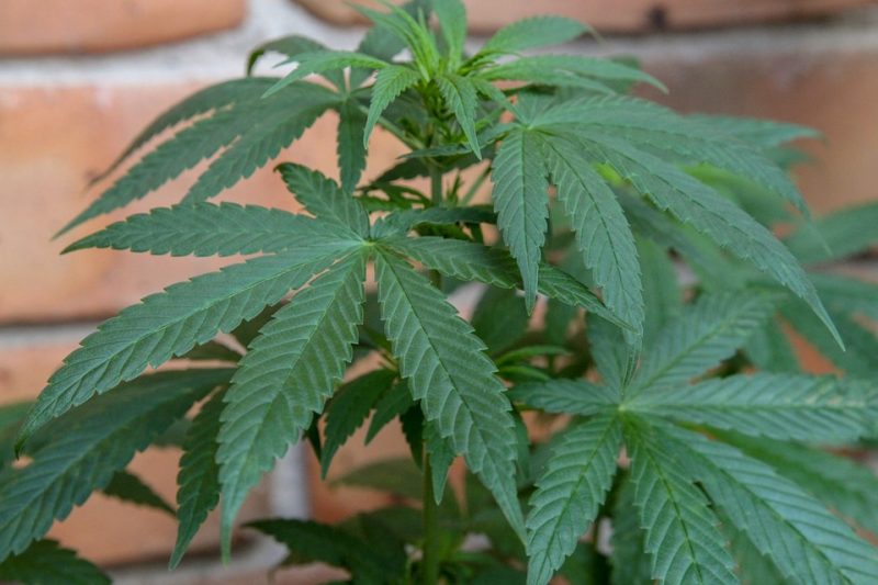 A importação de dois novos produtos à base de cannabis foi autorizada pela Anvisa