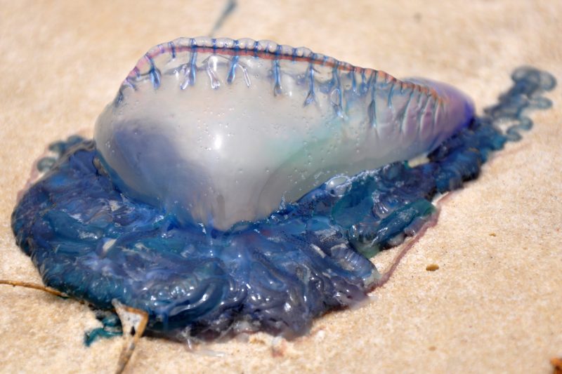 Caravela-portuguesa, Physalia physalis, rolada na praia – Foto: Alberto Lindner/UFSC/Divulga&ccedil;&atilde;o/ND
