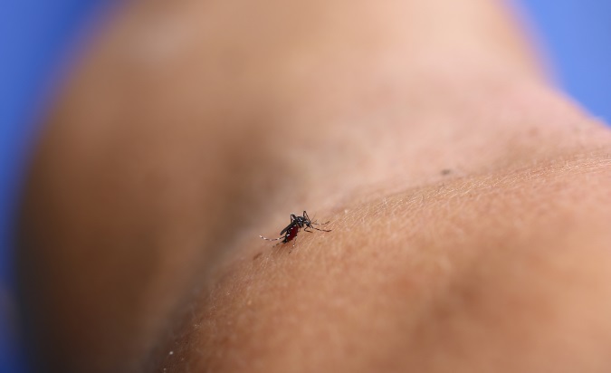 Dengue – Foto: Divulgação/NIAID/ND