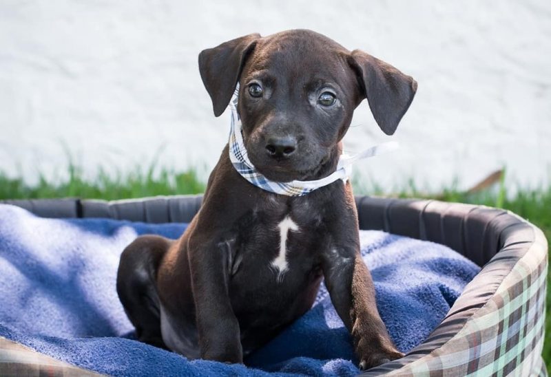 Evento ter&aacute; cercad e 50 c&atilde;es e gatos para ado&ccedil;&atilde;o – Foto: Reprodu&ccedil;&atilde;o/Facebook/ND