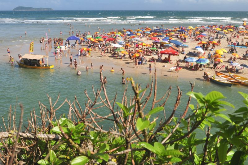 Imagem mostra praia no fundo e muitas pessoas e guarda sol e em primeiro plano plantas com folhas verdes