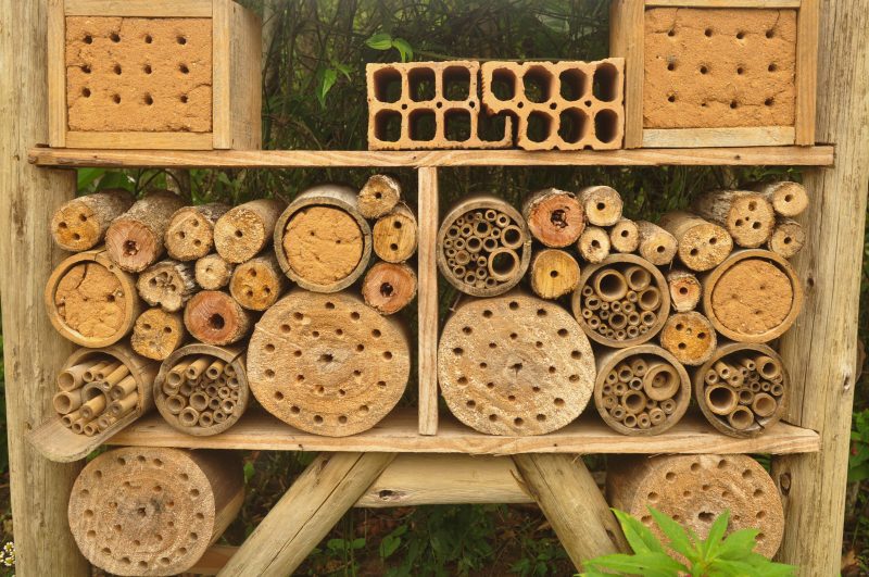 As abelhas podem escolher entre diversos aposentos – Foto: Gabriel Lain/ND