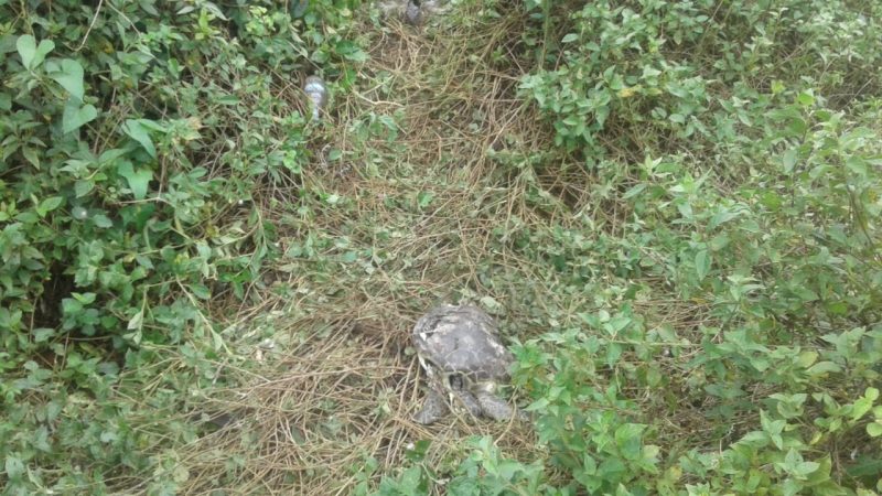 Ao menos 25 tartarugas foram encontradas mortas no local &#8211; Foto: FUNDEMA/Divulgação/ND