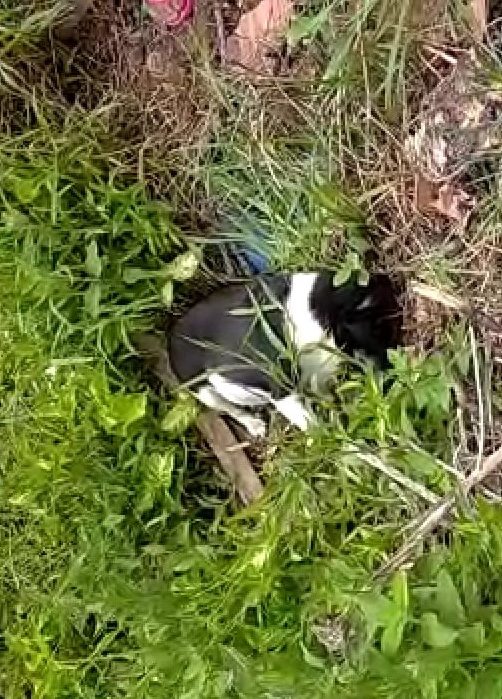 Animais foram encontrados mortos no começo da semana – Foto: Divulgação/ND