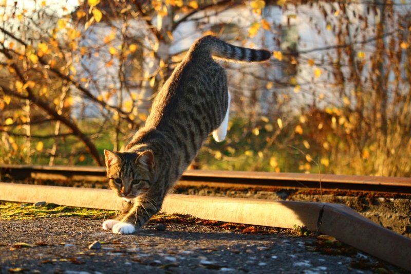 Imagem de felino pulando para ilustrar reportagem sobre como gatos conseguem cair sempre de pé