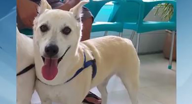 Cachorrinha fugiu ap&oacute;s o o port&atilde;o da casa abrir sozinho – Foto: Facebook/Reprodu&ccedil;&atilde;o