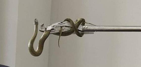 Cobra foi encontrada em agência bancária do Centro Histórico – Foto: Bombeiros Voluntários