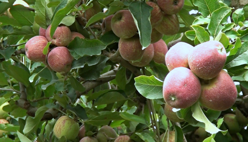 A regi&atilde;o de Fraiburgo dever&aacute; ser a mais afetada por conta da estiagem. Foto: Carlos Correa/NDTV/Divulga&ccedil;&atilde;o/ND