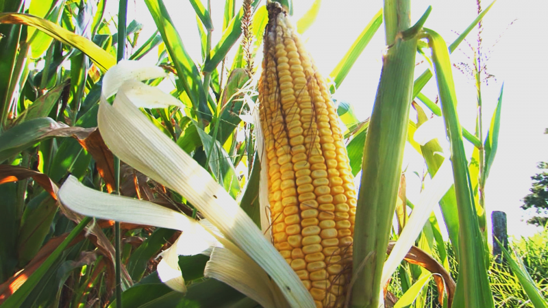 Planta&ccedil;&otilde;es est&atilde;o prejudicadas no Oeste de SC por conta da falta de chuva – Foto: Arvito Concatto/NDTV/ND