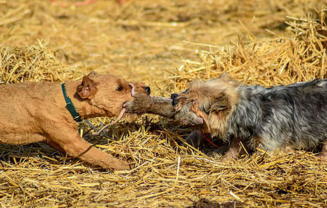 Cachorro caçador de rato Clearance