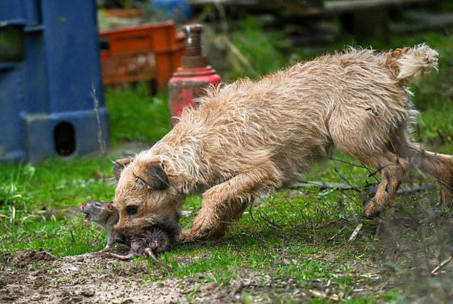 Cachorro caçador de rato Clearance