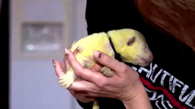 Cachorro chamou atenção por causa da coloração do pelo – Foto: reprodução/Twitter/ND