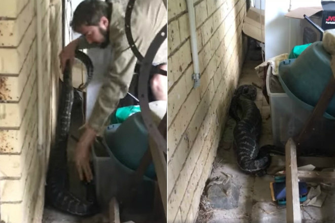 Uma p&iacute;ton devorou o gato de uma fam&iacute;lia, na Austr&aacute;lia – Foto: Portal R7/Reprodu&ccedil;&atilde;o/yenisafak.com/ND