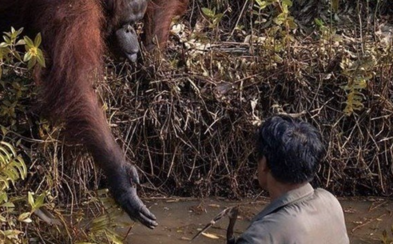 Orangotango estende a mão para socorrer o guarda – Foto: Reprodução/Borneo Orangutan Survival Foundation/Anil Prabhakar