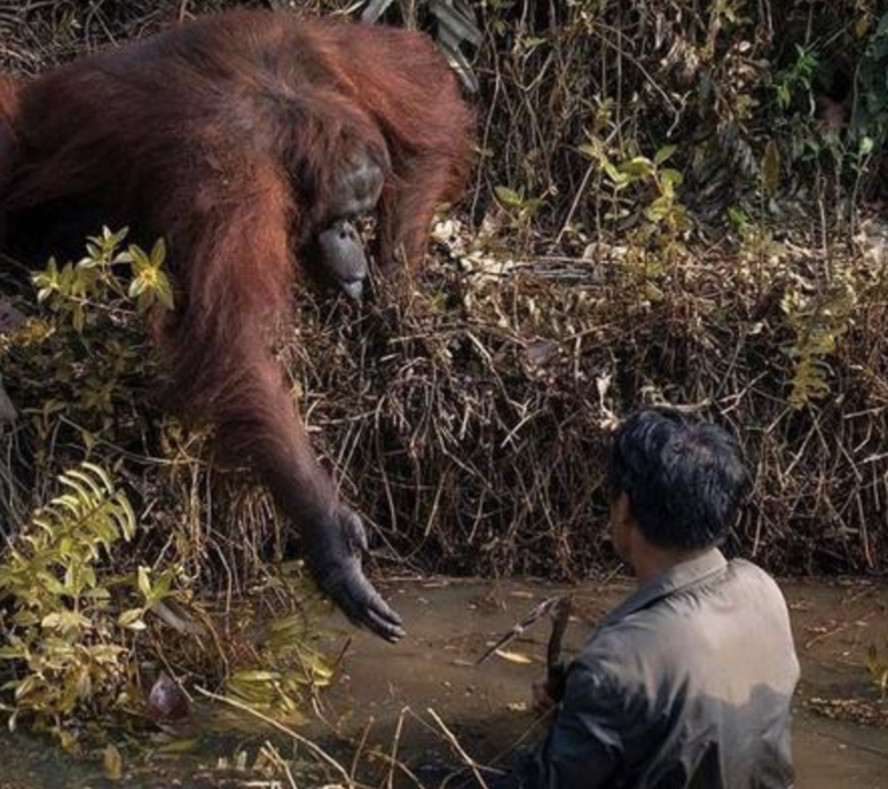 A foto na íntegra – Foto: Reprodução/Borneo Orangutan Survival Foundation/Anil Prabhakar