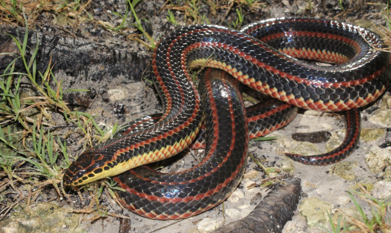 Cobra arco-íris 'mansa' chama a atenção em zoo nos EUA