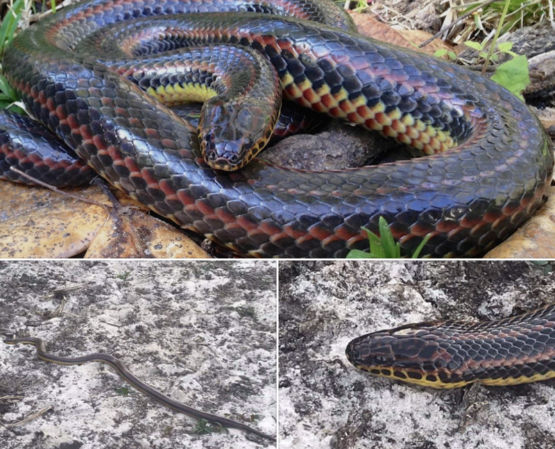 Apari&ccedil;&atilde;o da cobra arco-&iacute;ris deixou comunidade de ambientalistas animados – Foto: Reprodu&ccedil;&atilde;o