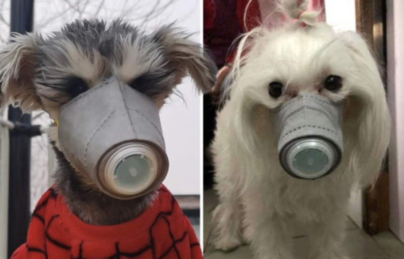 Na China, já se pode ver cães usando máscara – Foto: Reprodução