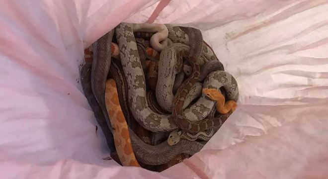 Fronha cheia de cobras intriga a Inglaterra – Foto: RSPCA/PA/Divulgação/ND