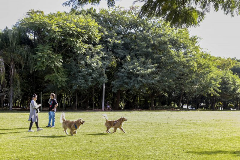Parque da Luz &eacute; uma das &uacute;nicas &aacute;reas verdes da regi&atilde;o central – Foto: Anderson Coelho/ND