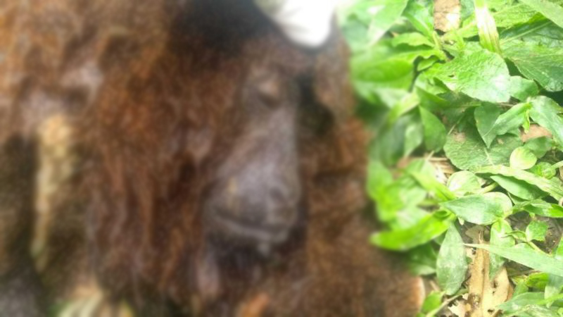 Um dos macacos encontrado morto com febre amarela, em S&atilde;o Bento do Sul – Foto: Prefeitura de S&atilde;o Bento do Sul/Divulga&ccedil;&atilde;o/Arquivo/ND