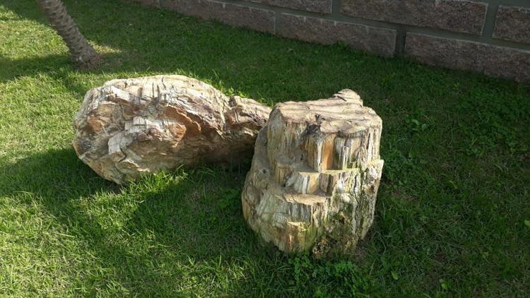 Peda&ccedil;os de &aacute;rvore de 250 milh&otilde;es de anos encontrados em Crici&uacute;ma – Foto: Divulga&ccedil;&atilde;o/FamCri