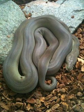 No dia seguinte, ocorreu o pior: a cobra devorou um gato de estimação. "Felizmente", ela descobriu minutos depois que não era o gato da família, mas de um vizinho. E depois ainda teve a cara de pau de ficar descansando no quintal, fazendo a digestão - Reprodução/Facebook/Beck White
