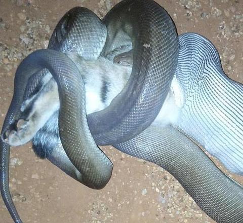White pediu a ajuda de David Reed, chefe da empresa Reedy's Reptiles, para remover a cobra, o que ele fez com sucesso. Segundo Reed, cobras grandes estão se aproximando cada vez mais das propriedades e comendo animais maiores - Reprodução/Facebook/Beck White