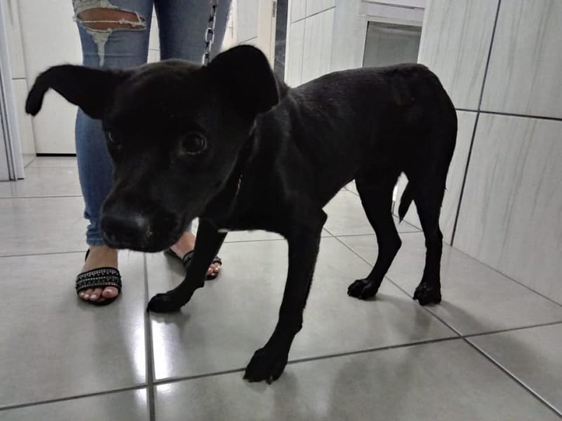 Cachorro conhecido como Amigo foi alvejado por policial militar no Centro de Itajaí – Foto: Facebook/Divulgação/ND