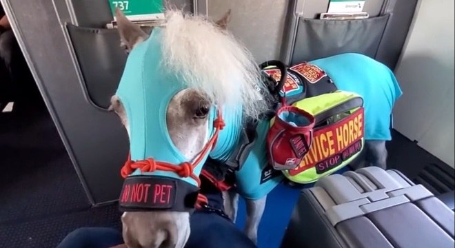 Vestindo uma roupa especial, Fred fez suas primeiras viagens de avi&atilde;o – Foto: Reprodu&ccedil;&atilde;o/ Twitter