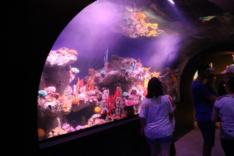 Oceanic Aquarium ser&aacute; inaugurado na pr&oacute;xima sexta-feira, dia 13 de mar&ccedil;o – Foto: Divulga&ccedil;&atilde;o/ND