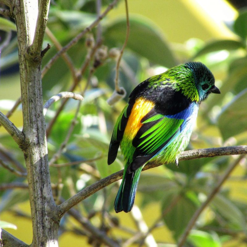 Nova Unidade de Conservação do Norte da Ilha tem o objetivo de preservar a paisagem natural e prevenir desastres naturais – Foto: Floram/PMF/Divulgação/ND