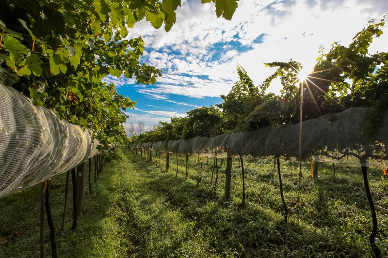 Os 234,2 mil consumidores rurais cadastrados com tarifa rural em Santa Catarina n&atilde;o precisam mais ir &agrave;s lojas da Celesc para realizar o recadastramento – Foto: Epagri/Divulga&ccedil;&atilde;o/ND