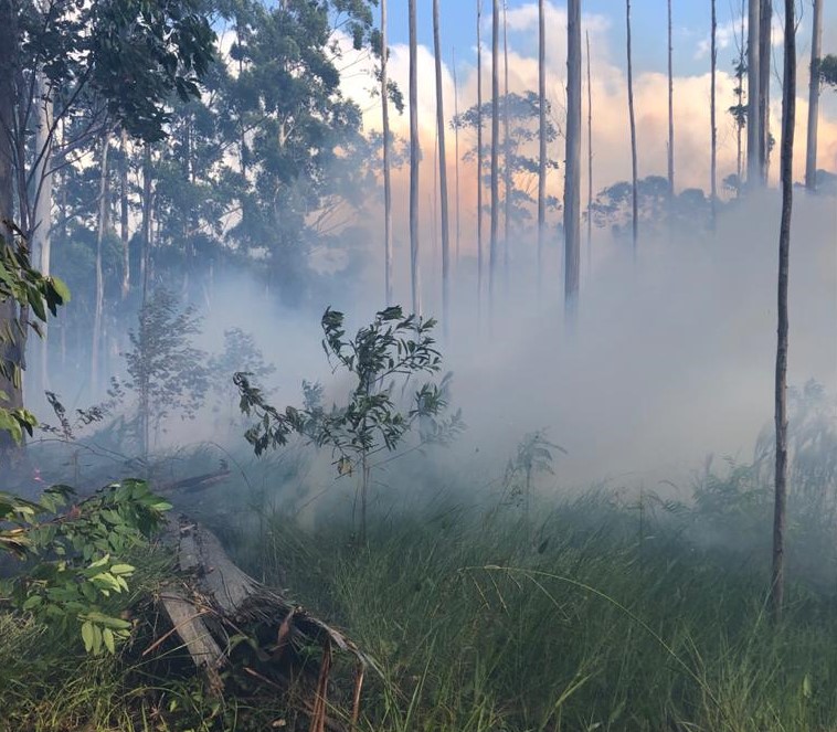 Incêndio atingiu vegetação em São João Batista &#8211; Foto: Corpo de Bombeiros Militar/Divulgação/ND