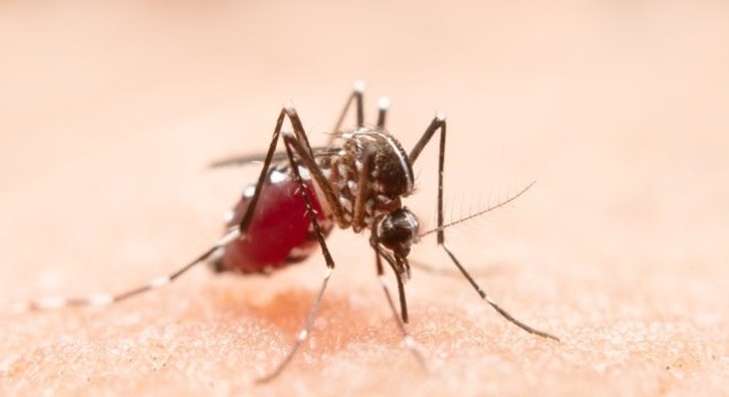 Mosquito Aedes Aegypti &eacute; o causador da dengue – Foto: Freepik