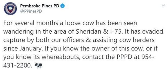 Vaca foge da captura de oficiais desde janeiro, de acordo com tweet da Polícia de Pembroke Pines – Foto: Reprodução/Twitter/@PPinesPD