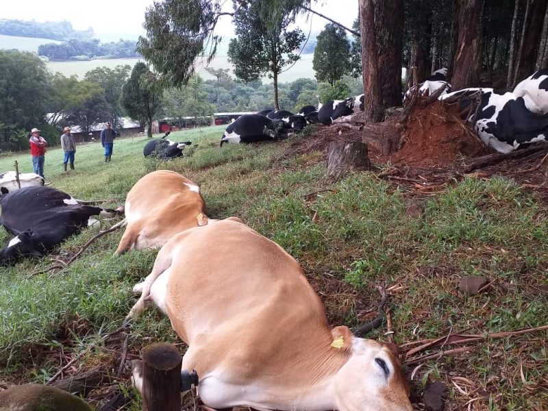 Dos 30 animais da propriedade, 16 morreram – Foto: Reprodução/ND