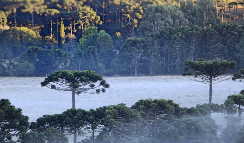Geada deve atingir Oeste, Planalto, Vale do Itajaí e até mesmo Florianópolis – Foto: Mycchel Legnaghi/São Joaquim Online